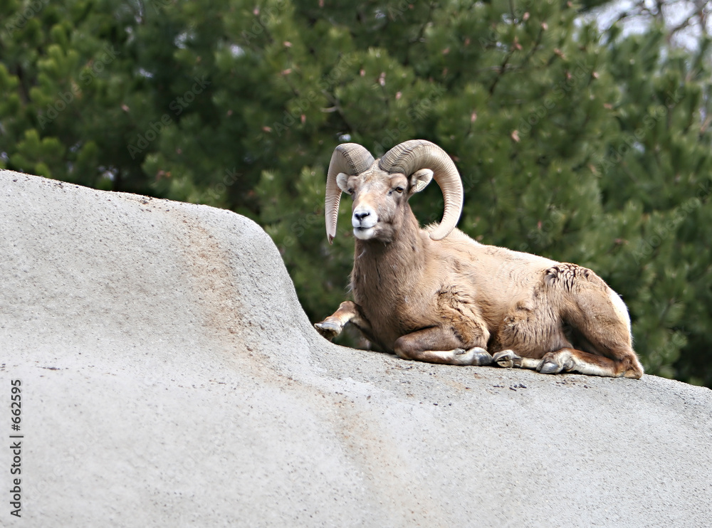 a big horn sheep on the rocks.