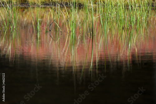 pond reflections in red and green