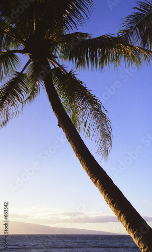 palm tree sunset