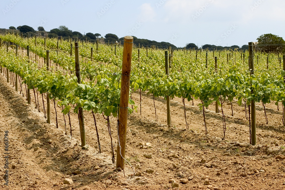 vineyard in catalonia, spain