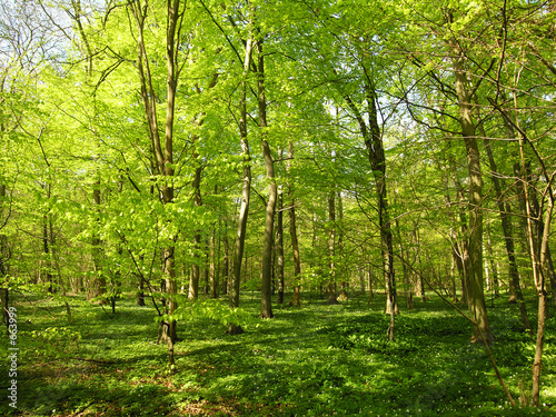 Fototapeta Naklejka Na Ścianę i Meble -  cannot see wood for trees
