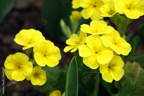 yellow primroses. © irina2005