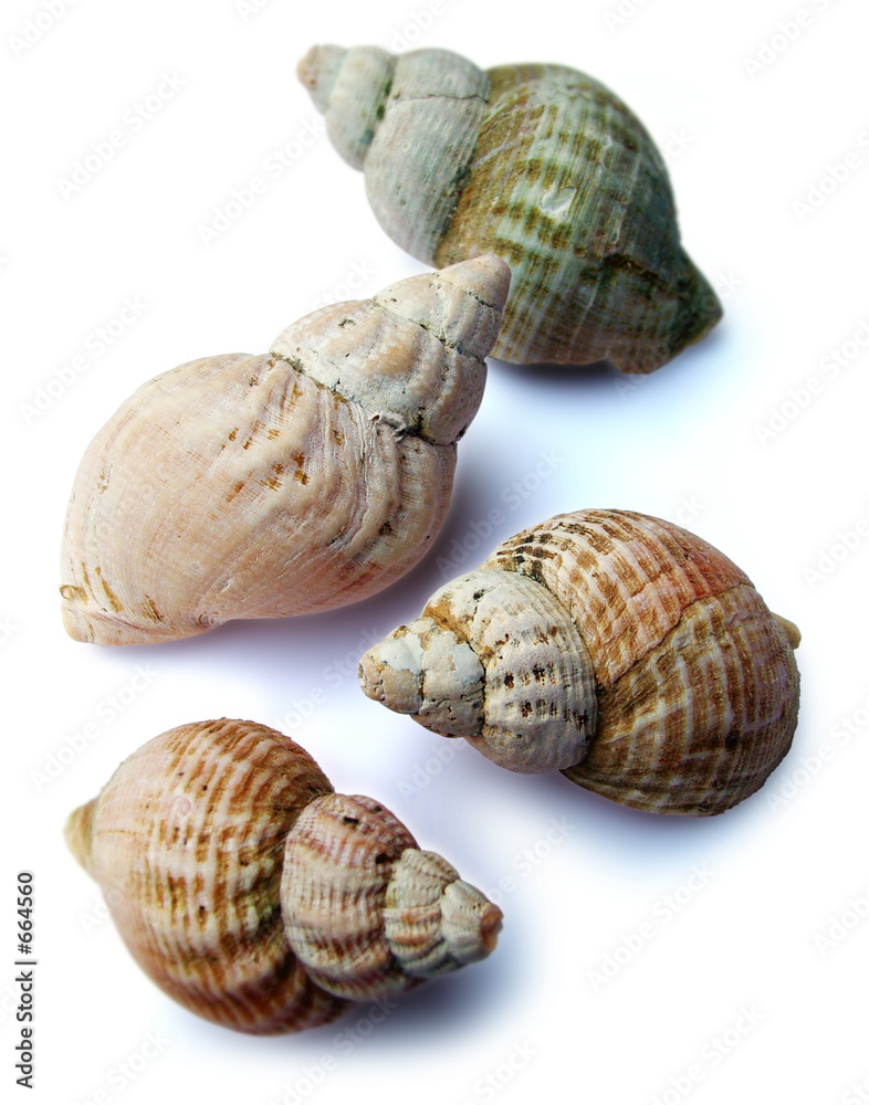 sea shells sea shells