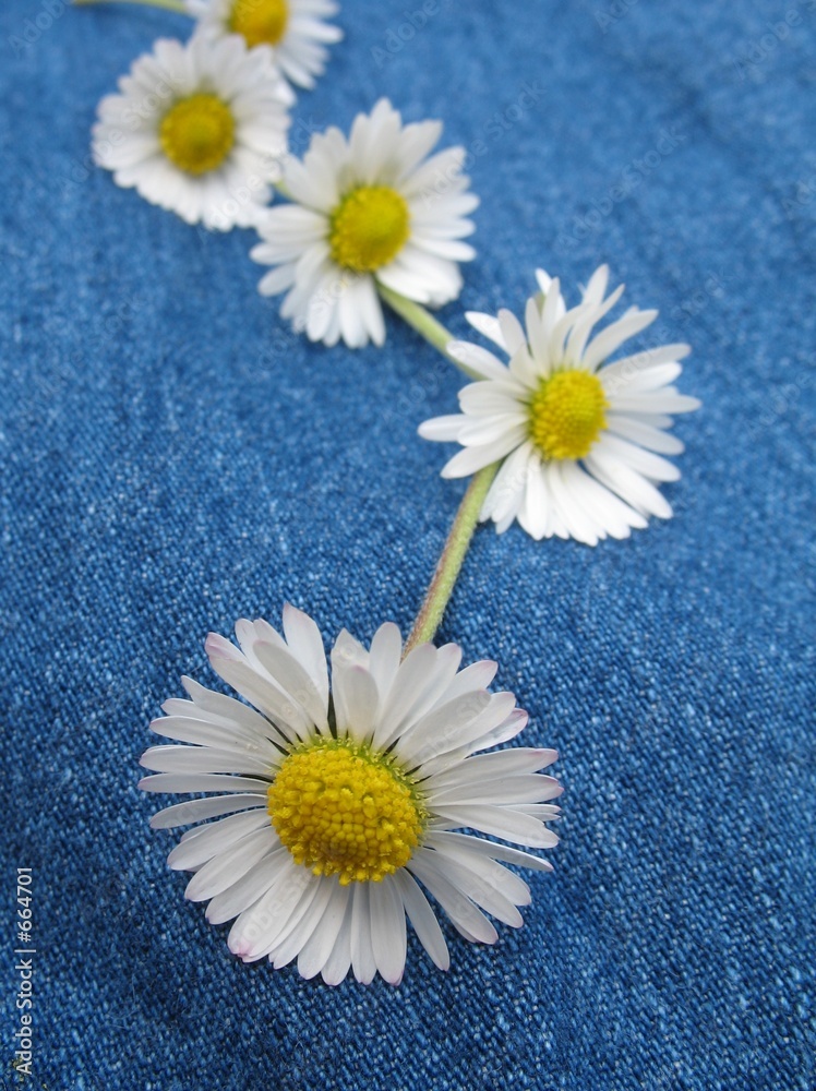 Fototapeta premium daisy chain