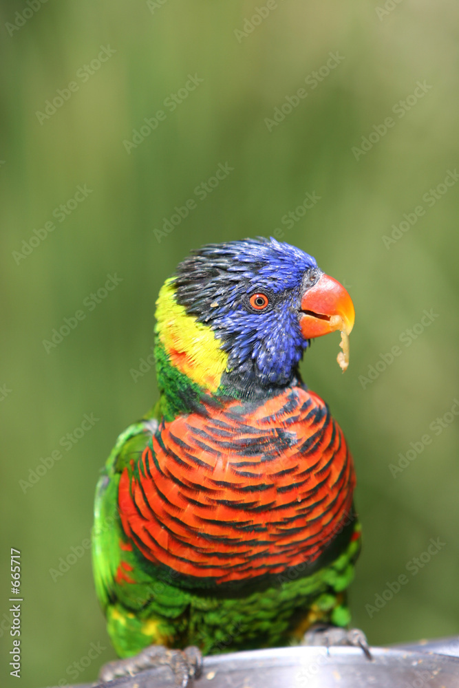 parakeet parakeet