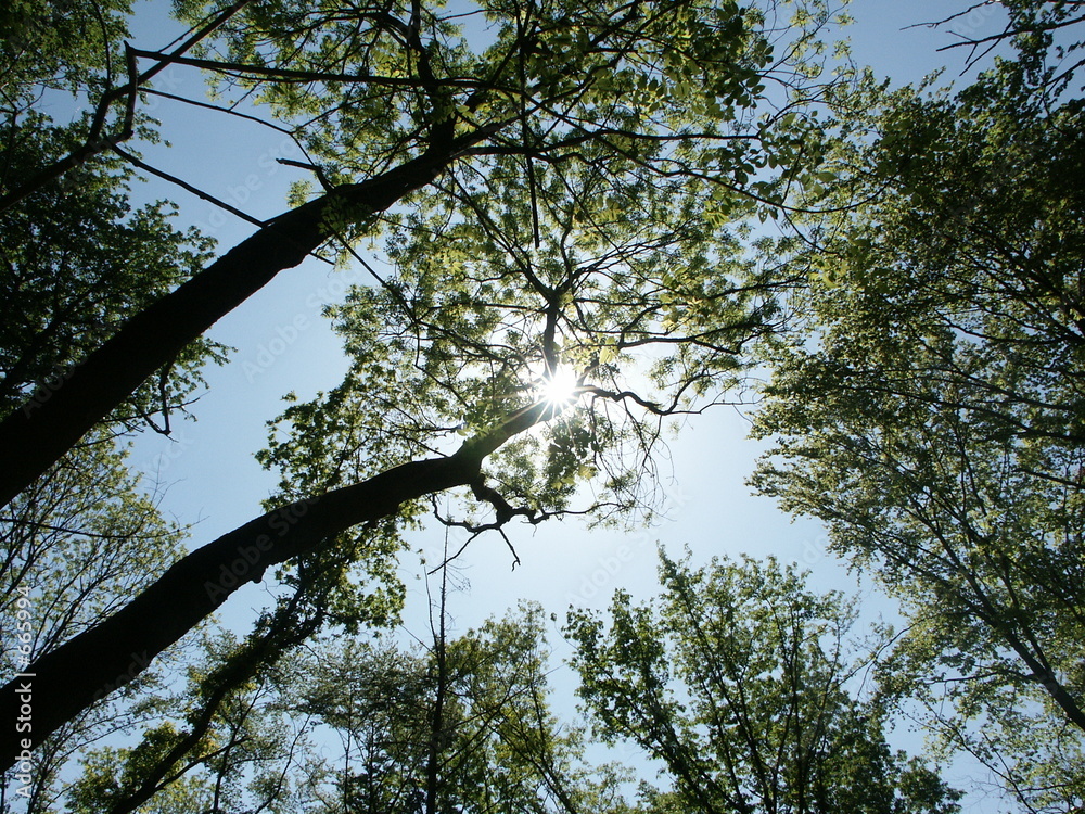 Fototapeta premium baum