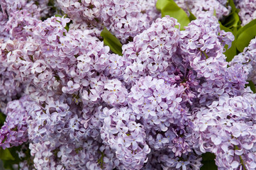 Papier peint photo Lilas Lilas pourpres au jardin printanier  © KNSTUDIOS