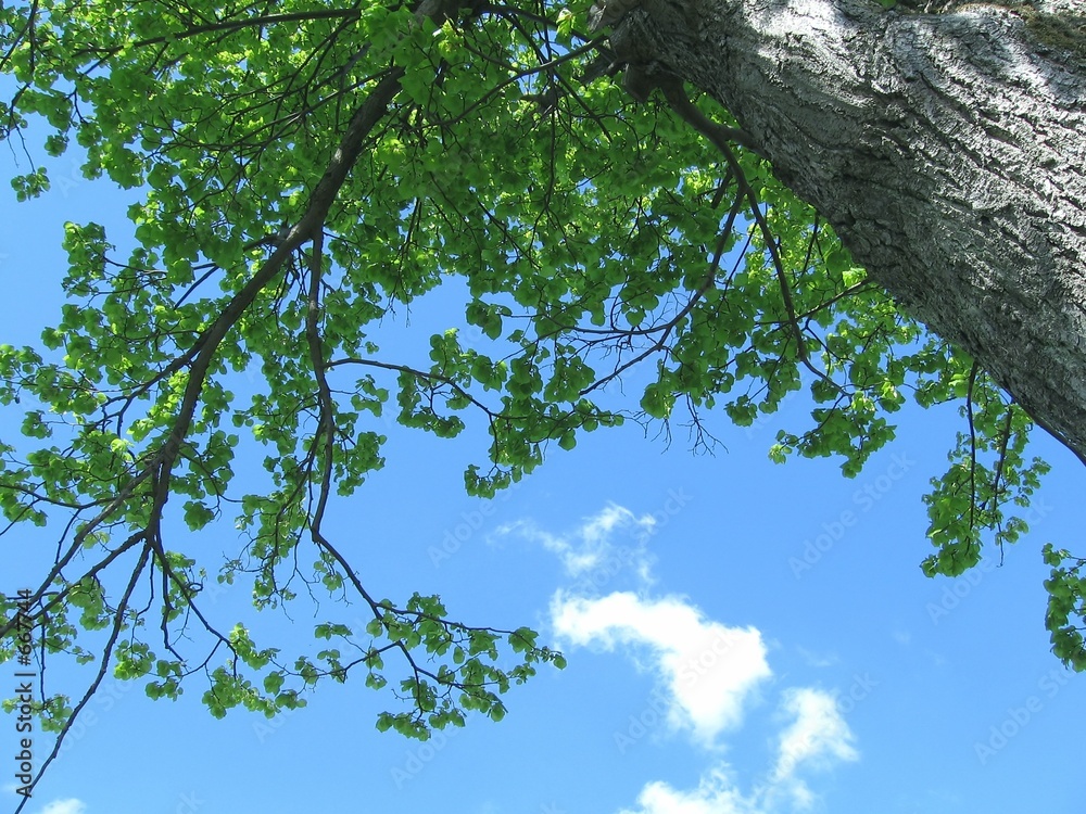 Fotografie sky & trees