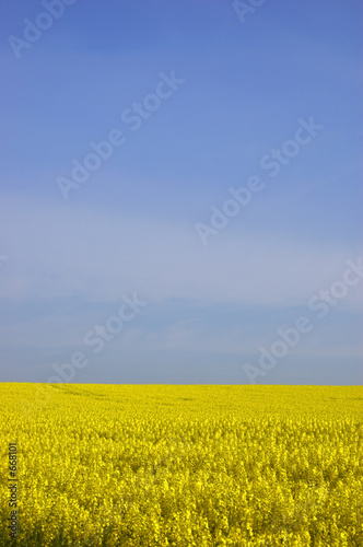 rapeseed field