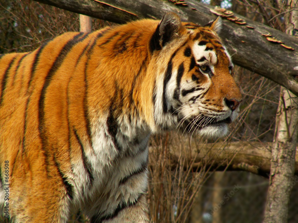 tiger looking for food tiger looking for food