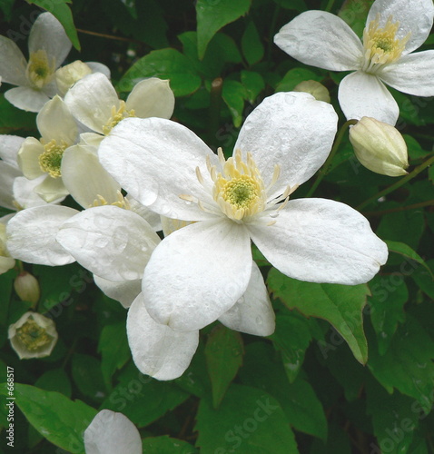 clematis montana white photo