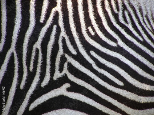 details of zebra