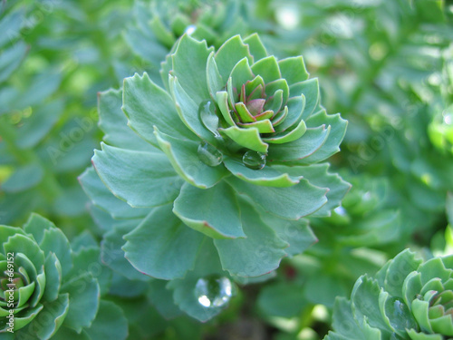 sedum