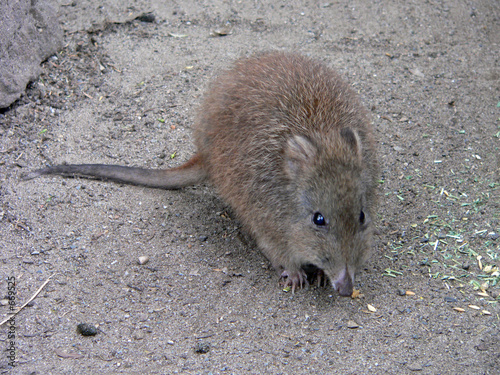 potoroo photo