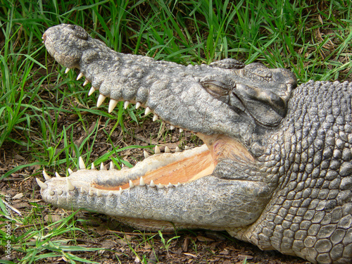 crocodile photo