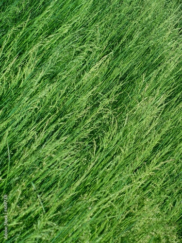 dense, lush green grass