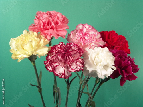 red yellow white carnation flowers on green background