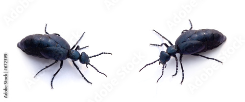 two blue beetles