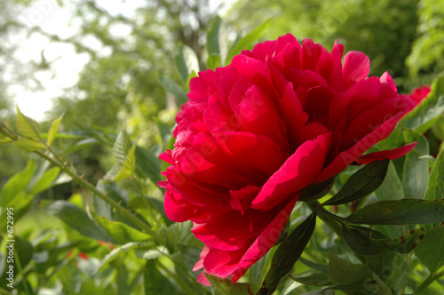 fleur de pivoine rouge