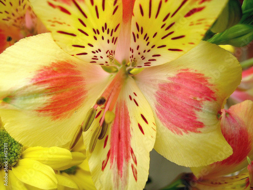 alstromeria