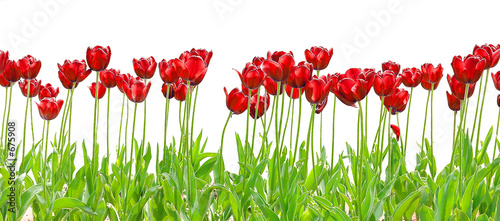 tulipe royale red photo