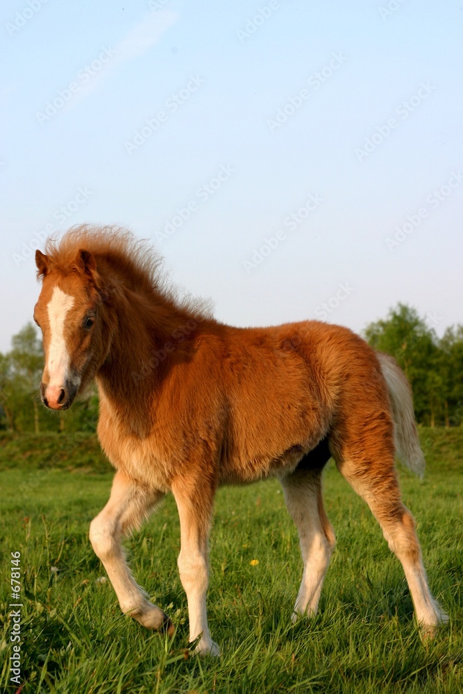 chestnut welsh foal chestnut welsh foal
