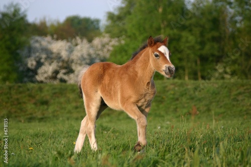 brown welsh pony foal © E. Spek