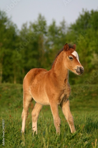 brown welsh pony foal