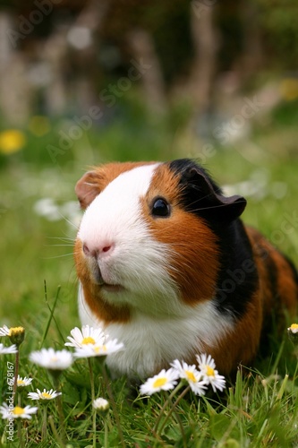 guinea pig with flowers photo