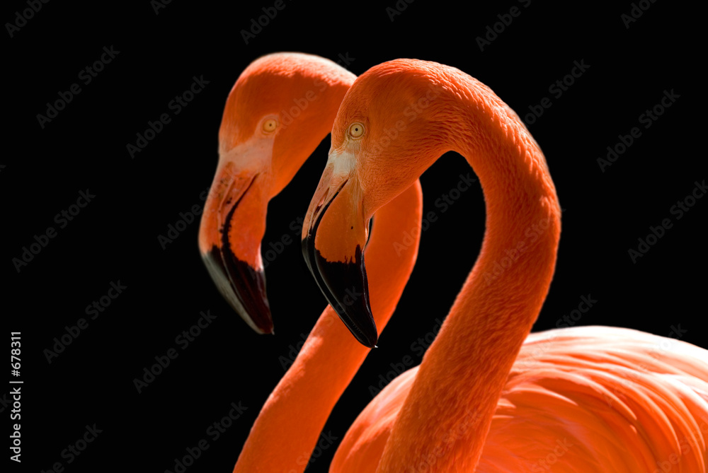 Naklejka premium dancing flamingos on black
