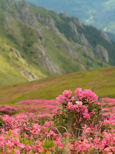 rhododendron