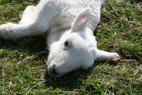 sick lamb close up