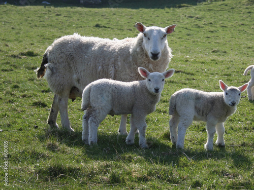 sheep with two lambs