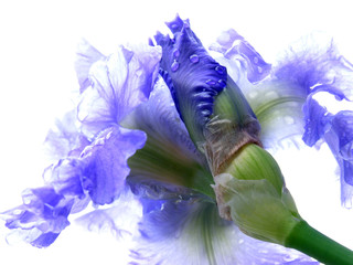 Papier peint photo Iris Iris barbu humide après la pluie  © Michael Cornelius