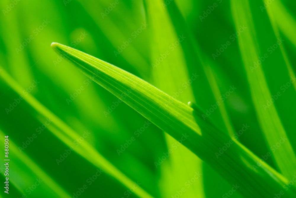 Foto green grass