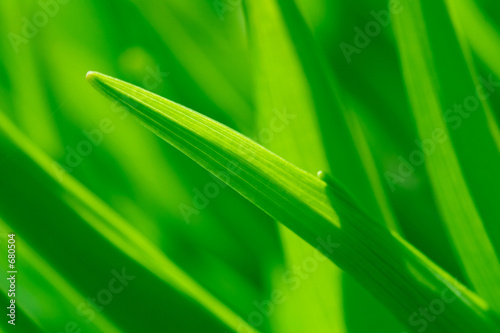 green grass