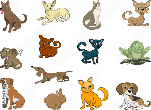 pets, cats and dogs