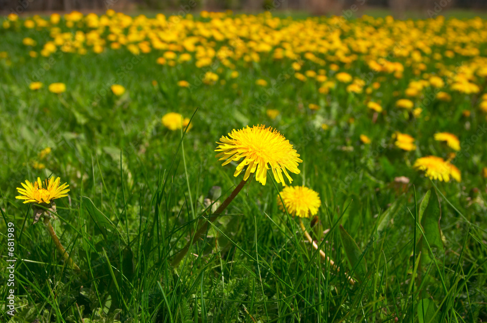dandelion dandelion
