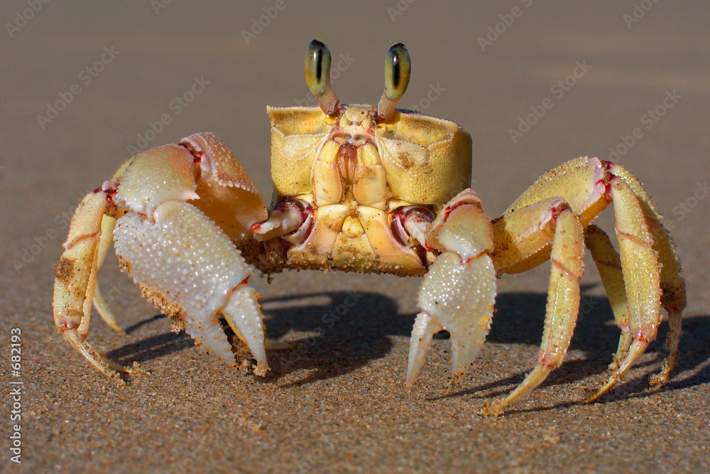 Obraz na plátne sand crab