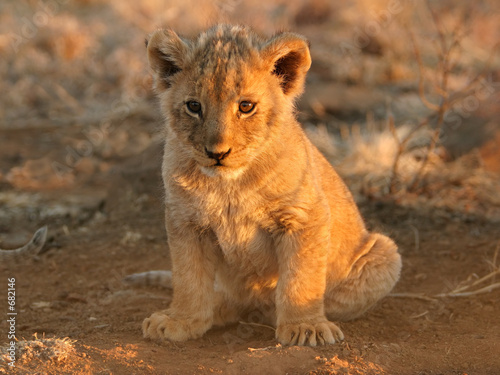 Fotografie lion cub