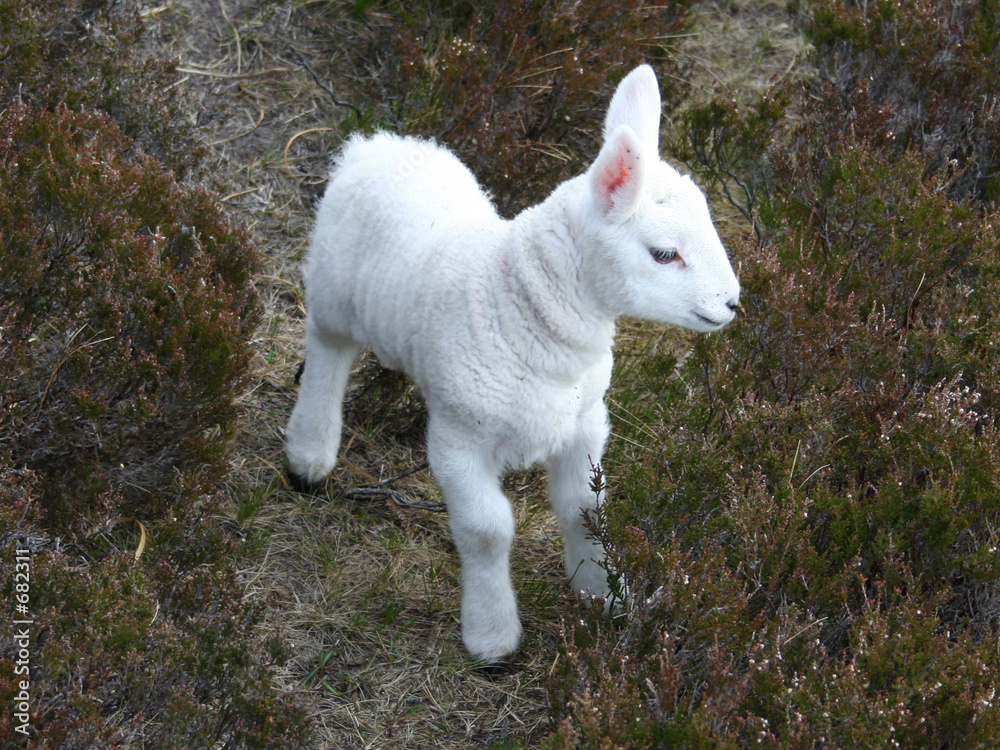 Fotografija lamb close up