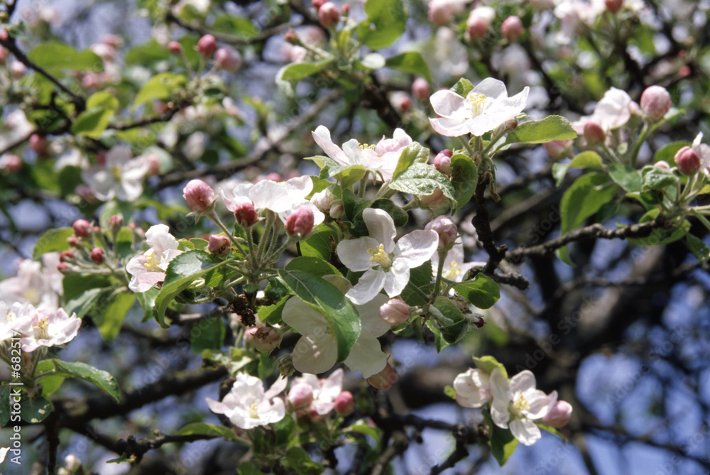 blooming apple-tree blooming apple-tree