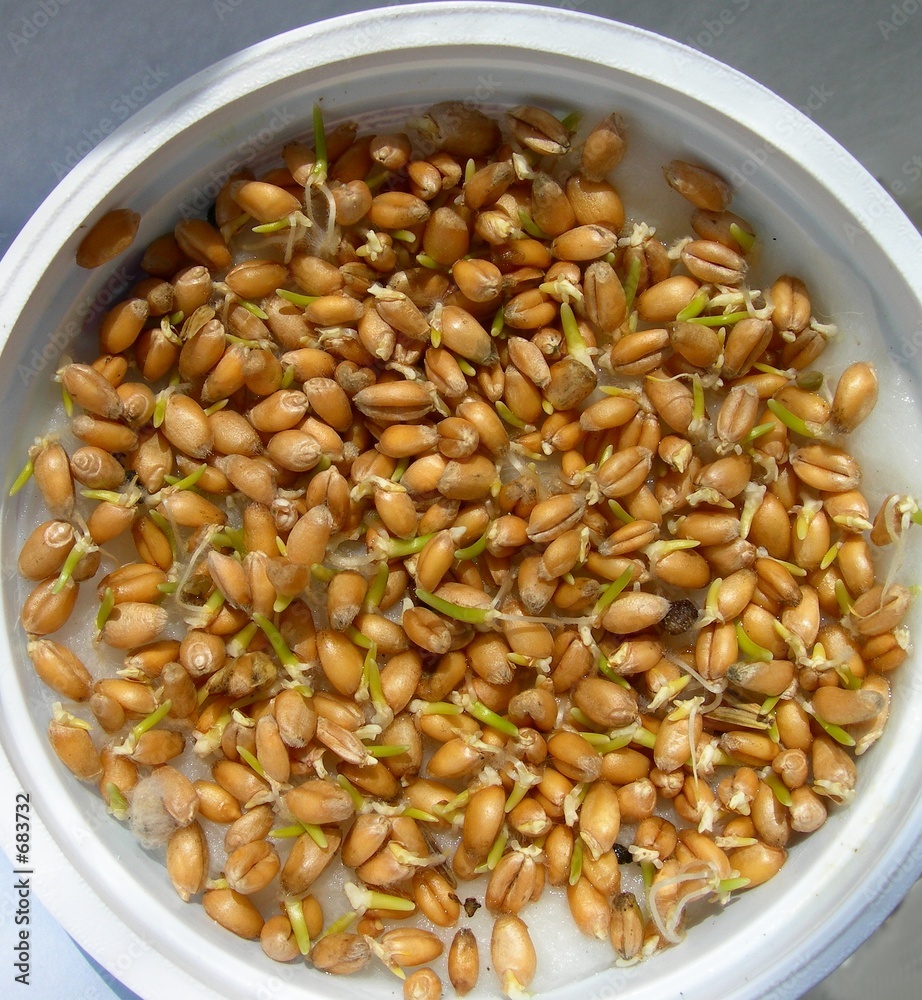 wheal sprouts wheal sprouts