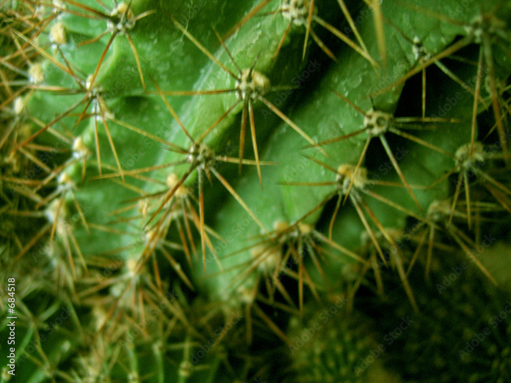 cactus cactus