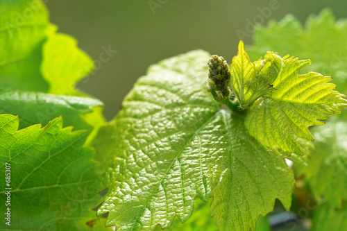grapes in spring
