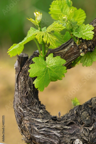 grapes in spring