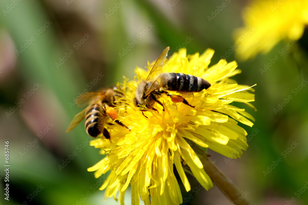 bienen bienen