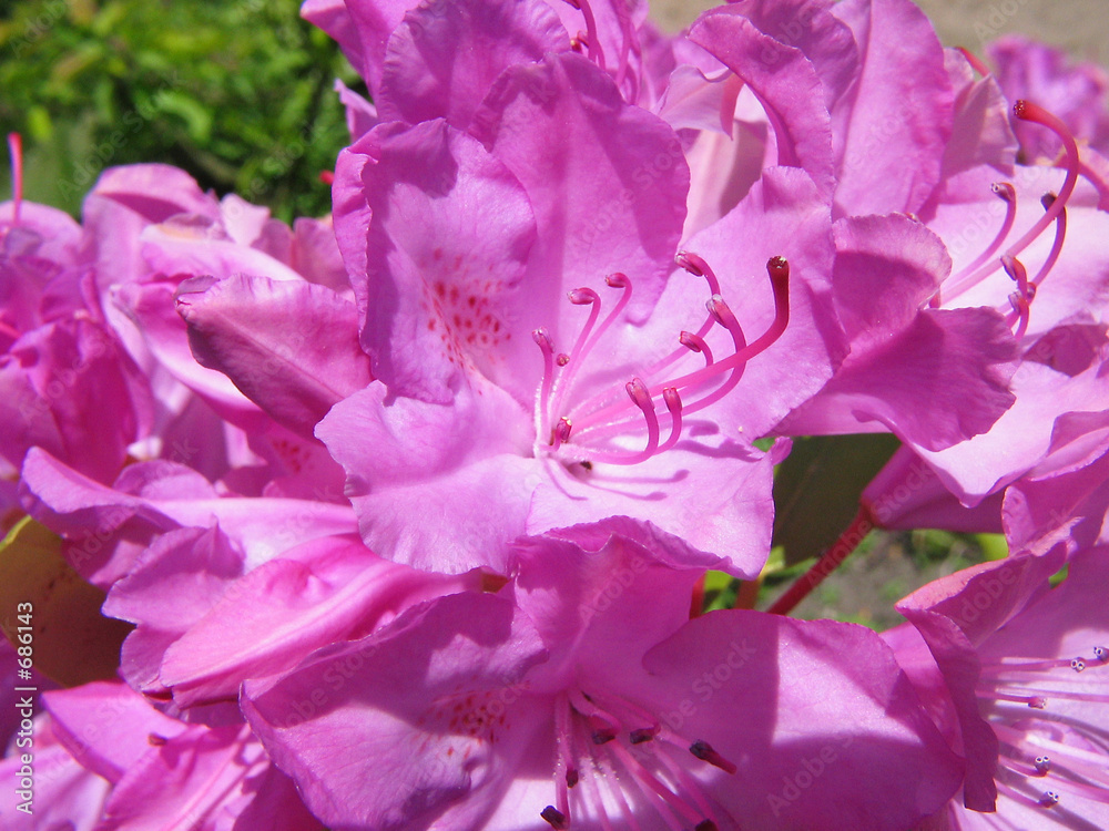 lila rhododendron blüte