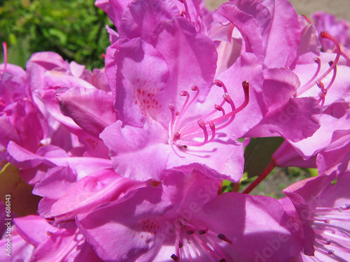 lila rhododendron blüte