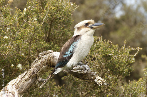 kookaburra